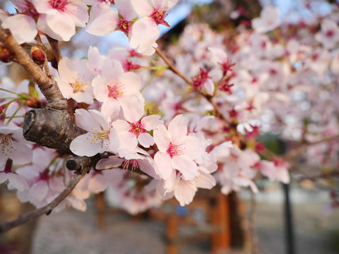 Yoshino cherry blossom petals