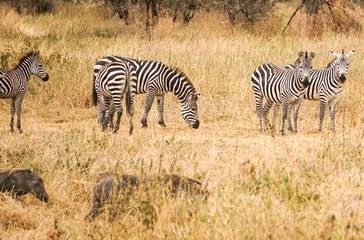 Fototapeta na wymiar Cebra Tarangire National Park Africa