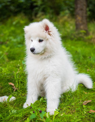 White Samoyed puppy dog is sitting on green grass