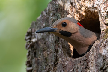 Portrait of a Norther Flicker.