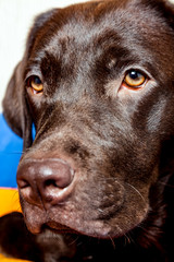 Portrait dog Chocolate Labrador Retriever close up