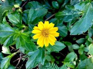 yellow flower in the garden