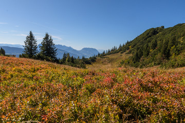 Herbtfarben der Blaubeeren Str&auml;ucher  mit Bergblick im Herbst