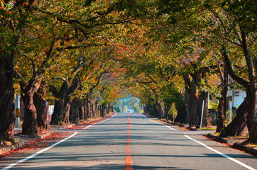 Fototapeta premium Fukushima Sakura Trees Japan