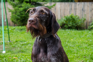 old brown hunting dog drahthaar breed close-up on a background of grass