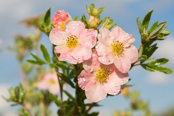 Fingerstrauch ( Potentilla fruticosa) Sorte Princess nach Regen, Erzgebirge, Sachsen, Deutschland, Europa 