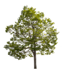 Obraz premium Isolated tropical trees on white background, Used for design, advertising and architecture.