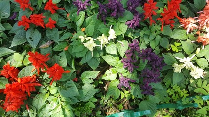 Flowers and Garden in tropical india