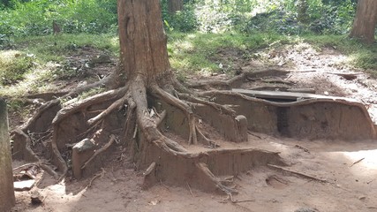 roots and trunks 
