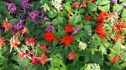 Flowers and Garden in tropical india