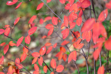 Herbstblätter bunte Blätter alle Farben rot geld grün orange warm