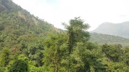 Tropical Forest in India