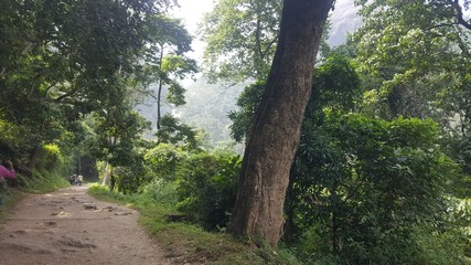 Tropical Forest in India