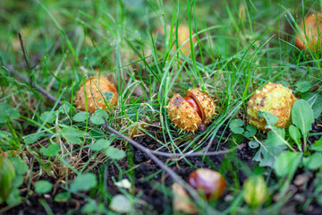 offene Kastanie Frucht Spikes liegt auf dem Boden 