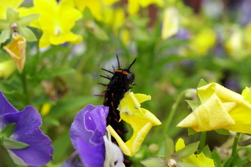 Fototapete bei efototapeten.de bestellen   