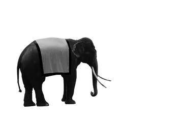 silhouette of an elephant isolated on white