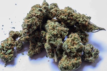 growing flowering Cannabis plant hemp buds weed close up ganja sativa indica medicanal marijuana