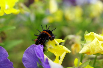 Fototapete bei efototapeten.de bestellen   
