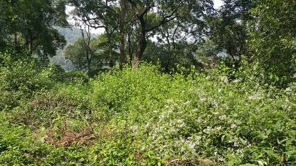 Fototapeta premium Tropical Forest of South India