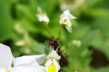 Fototapete bei efototapeten.de bestellen   