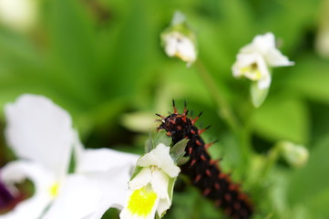 Indian Fritillary larvae eat flowers