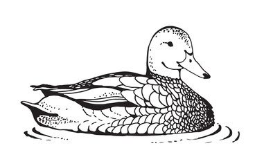 Duck vector drawing in retro engraving style, isolated on white background