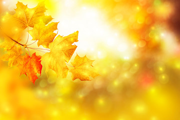 autumn landscape with bright colorful foliage. Indian summer.