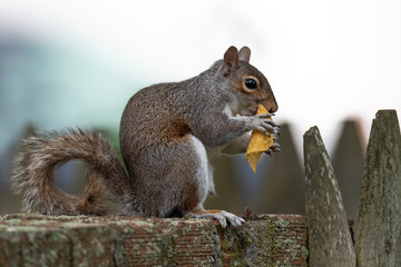 Eastern Gray Squirrel snacks on a corn chip.