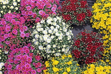 Fototapeta na wymiar Chrysanthemum pattern. Chrysanthemum flowers. Floral pattern. Colored ornamental flowers from the daisy family. 