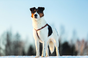 Cute Playful mongrel dog at walk in winter field