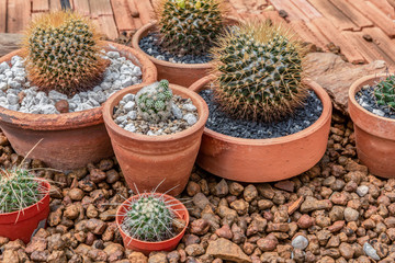 cactus in pot at the garden