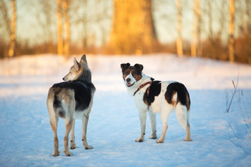 Two dogs at walk on snow a the winter field