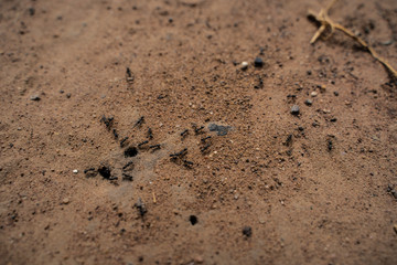 Black ant on the ground. Carrying food into the nest