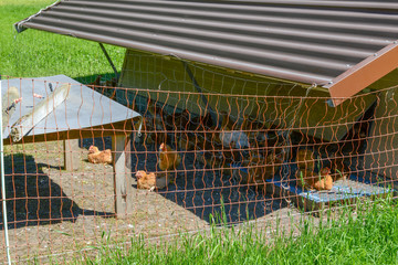 Chicken farm at Grafenort on Switzerland