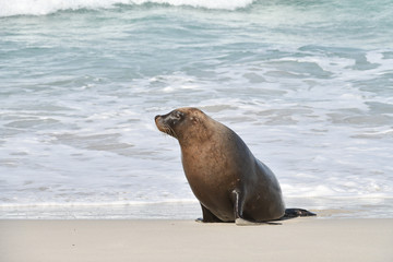 Australischer Seelöwe
