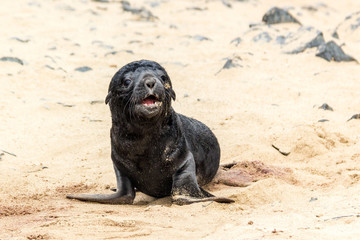 South African Fur Seal baby crying at Cape Cross Seal Reserve, Namibia, Africa