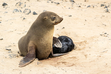 Fototapeta premium South African Fur Seal female with her baby at Cape Cross Seal Reserve, Namibia, Africa
