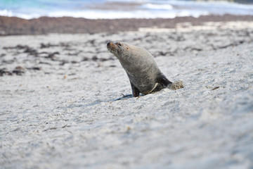 Australischer Seelöwe