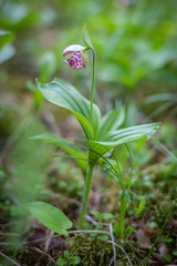 Cypripedium guttatum