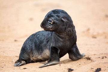 Fototapeta premium Lonely South African Fur Seal baby at Cape Cross Seal Reserve, Namibia, Africa
