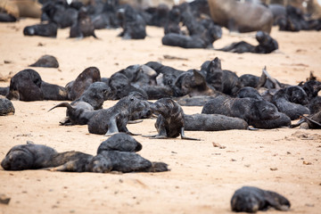 Fototapeta na wymiar South African Fur Seal babies in the middle of their colony at Cape Cross Seal Reserve, Namibia, Africa