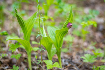 Cypripedium guttatum