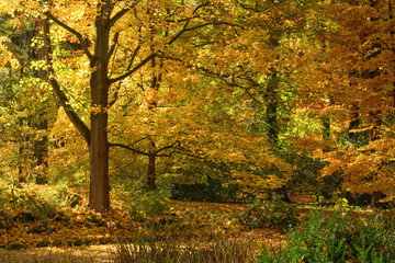goldener Herbstwald im Erzgebirge, Sachsen, Deutschland, Europa