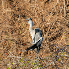 Grey Heron