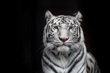 Zelfklevend Fotobehang Tiger Bengal witte variant. Mooie vrouwelijke witte tijger. © Евгения Шихалеева