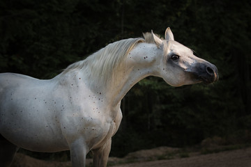Portrait of a white Arabian horse on dark background