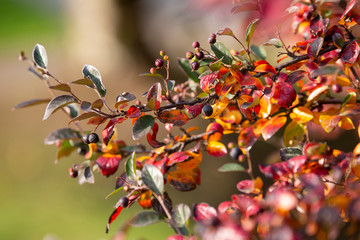 Jesienne kolory © nitka_zaplatana