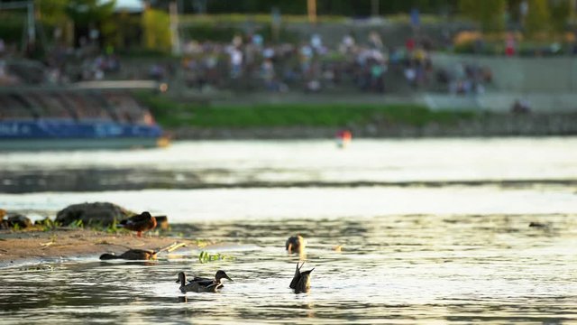 Ducks on the river. Blurred river bank and boulevards during the golden hour. Colorful tourist ferry is floating on the river.