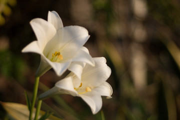 floripon blanco