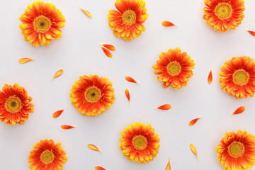 Fototapeta premium top view of orange gerbera flowers with petals on white background